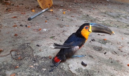 PF investiga morte de 600 animais silvestres em centro de tratamento do Ibama