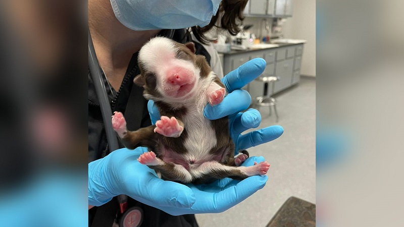 Filhote de cachorro nasce com 6 patas nos Estados Unidos