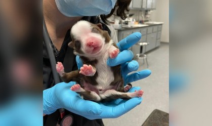 Em milagre veterinário, filhote de cachorro nasce com 6 patas nos Estados Unidos