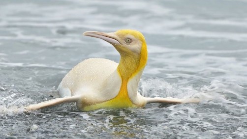 Raro pinguim-rei amarelo foi registrado