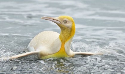 Raríssimo, pinguim-rei amarelo é fotografado em ilha do Atlântico Sul