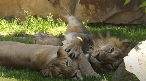 Leoes Covid zoológico