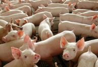 Peste suína derruba preços na Europa e aumenta pressão sobre mercado global