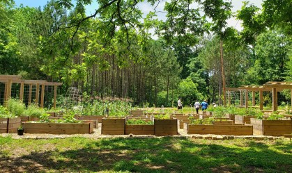 Floresta de alimentos gratuitos em Atlanta, nos EUA