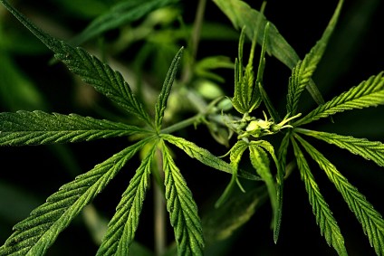 Maconha