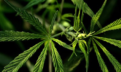 Fumar maconha aumenta o risco de complicações do coronavírus 
