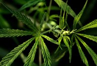 Usuários de maconha têm mais metais pesados ​​em seus corpos, aponta estudo