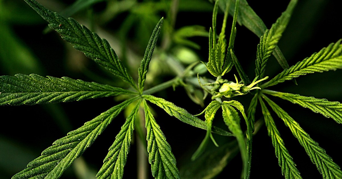 Composto da cannabis pode eliminar pesadelos de estresse pós-traumático