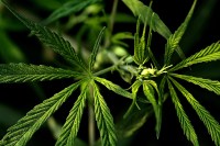 Composto da cannabis pode eliminar pesadelos de estresse pós-traumático