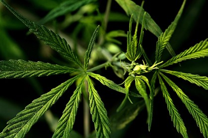 Maconha