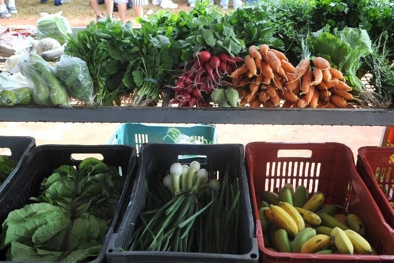 Imagem de destaque do post: Nova lei pretende estimular a produção de alimentos nas cidades