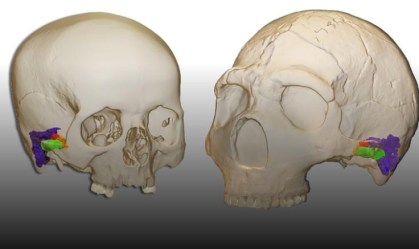 Neandertais podiam ouvir e fazer os mesmos sons que os humanos, revela pesquisa