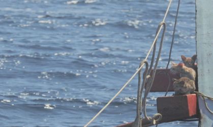 Os quatro felinos se refugiaram na embarcação naufragada