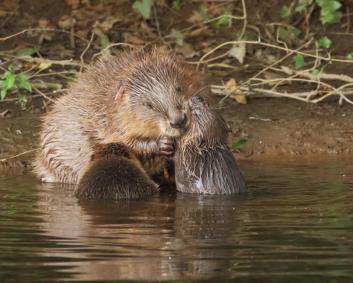 Castores do experimento feito pelo Devon Wildlife Trust