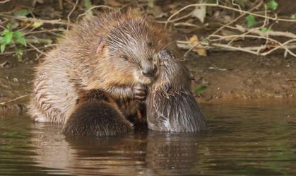 Após 400 anos, castores voltam a viver em florestas da Inglaterra