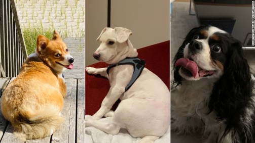 Cães obesos