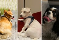 Não é só você; seus animais de estimação também ganham peso durante a pandemia