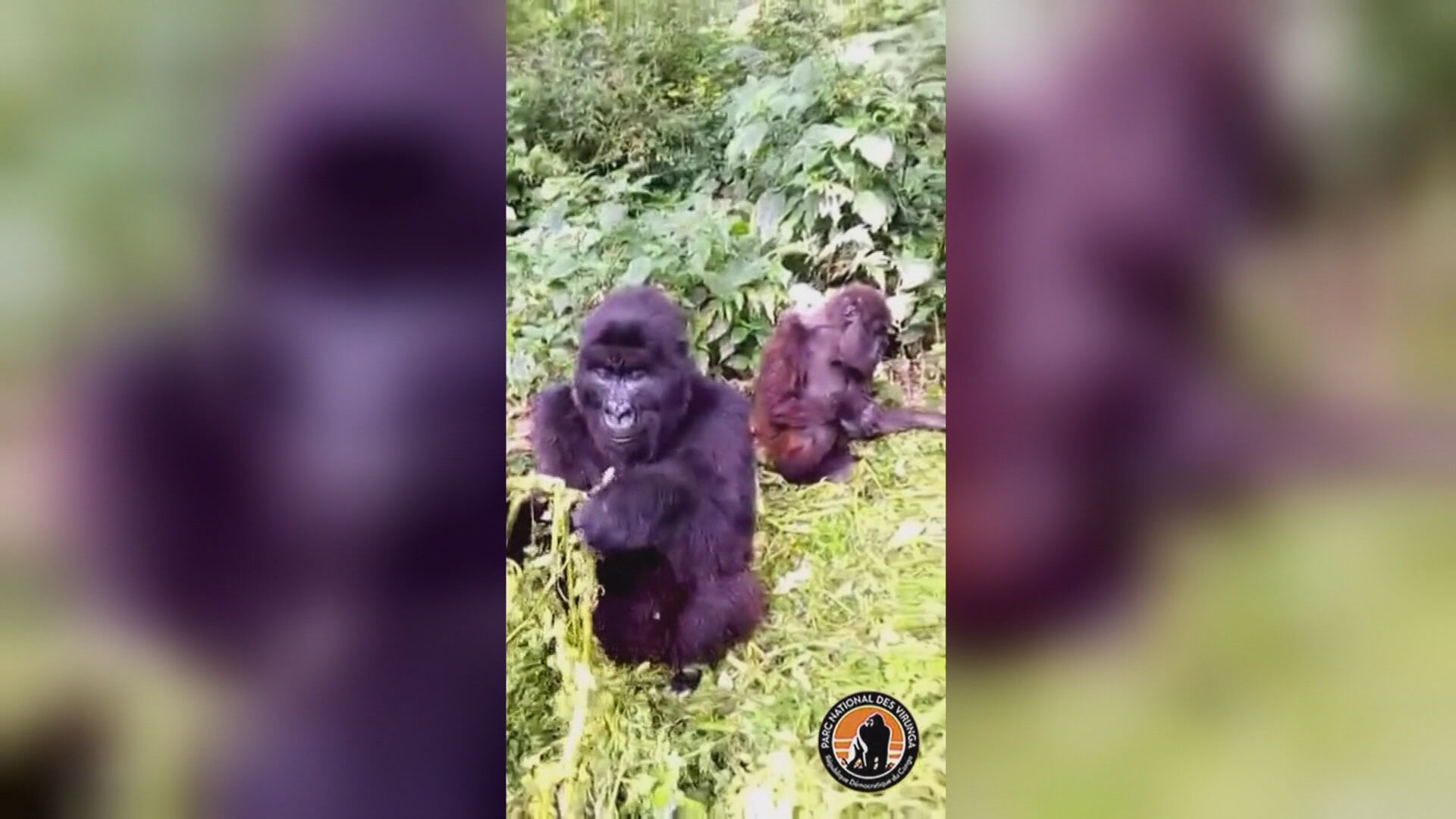 Dois gorilas são flagrados lanchando na República Democrática do Congo