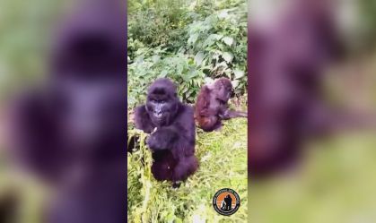 Dois gorilas são flagrados lanchando na República Democrática do Congo; assista