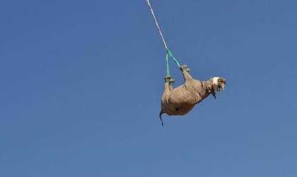 Rinocerontes “voam” de cabeça para baixo na Namíbia para salvar espécie