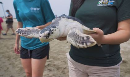 Tartarugas resgatadas durante onda de frio nos EUA foram devolvidas à natureza