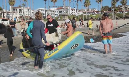 Instrutor usa cabra de estimação para atrair crianças para praticar surfe