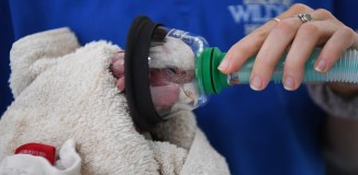 Ave recebe inalação após ser resgatada na Austrália