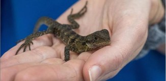 Lagarto é tratado após ser resgatado