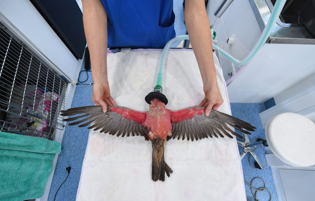 Galah australiano recebe tratamento após ser resgatado