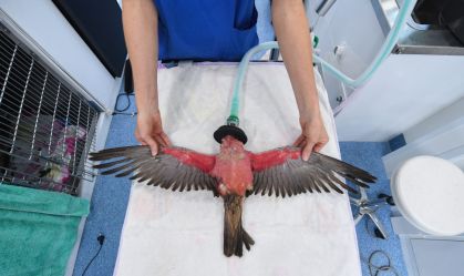 Galah australiano recebe tratamento após ser resgatado