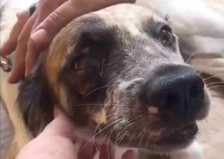 Cachorro Beethoven após tomar um tiro que atingiu o olho e a mandíbula