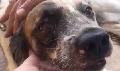Cachorro Beethoven após tomar um tiro que atingiu o olho e a mandíbula