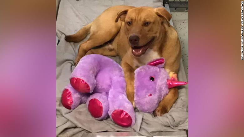Cachorro Sisu e seu unicórnio roxo