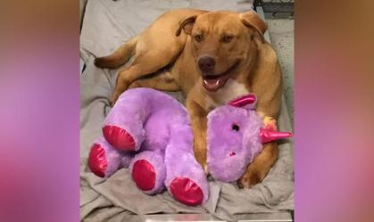Cachorro Sisu e seu unicórnio roxo