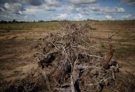 Bunge comprou soja de produtores que desmataram o cerrado em 2020, diz relatório