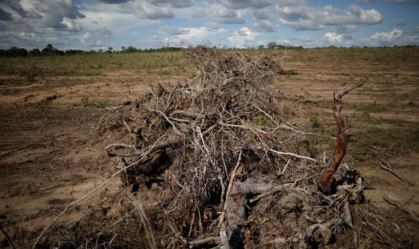 Bunge comprou soja de produtores que desmataram o cerrado em 2020, diz relatório