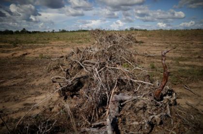 Galhos e raízes empilhados após desflorestamento em Palmeirante, em Tocantins