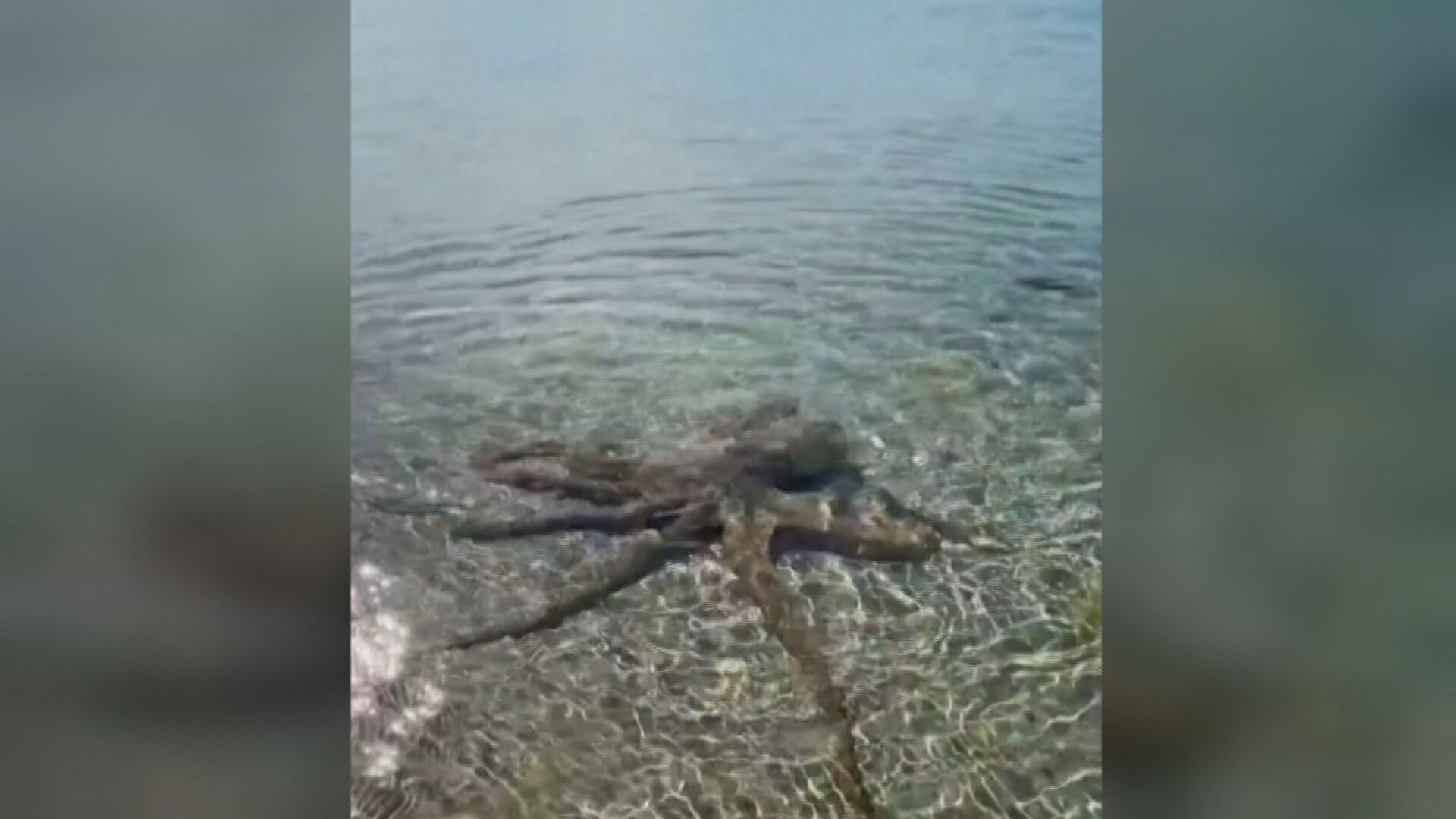 Polvo atacou banhista em praia da Austrália