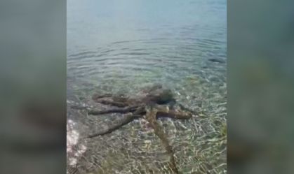 Polvo ataca banhista em praia na Austrália