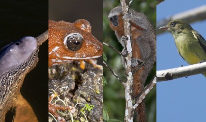 Estudo revela que Brasil é celeiro de animais ainda desconhecidos