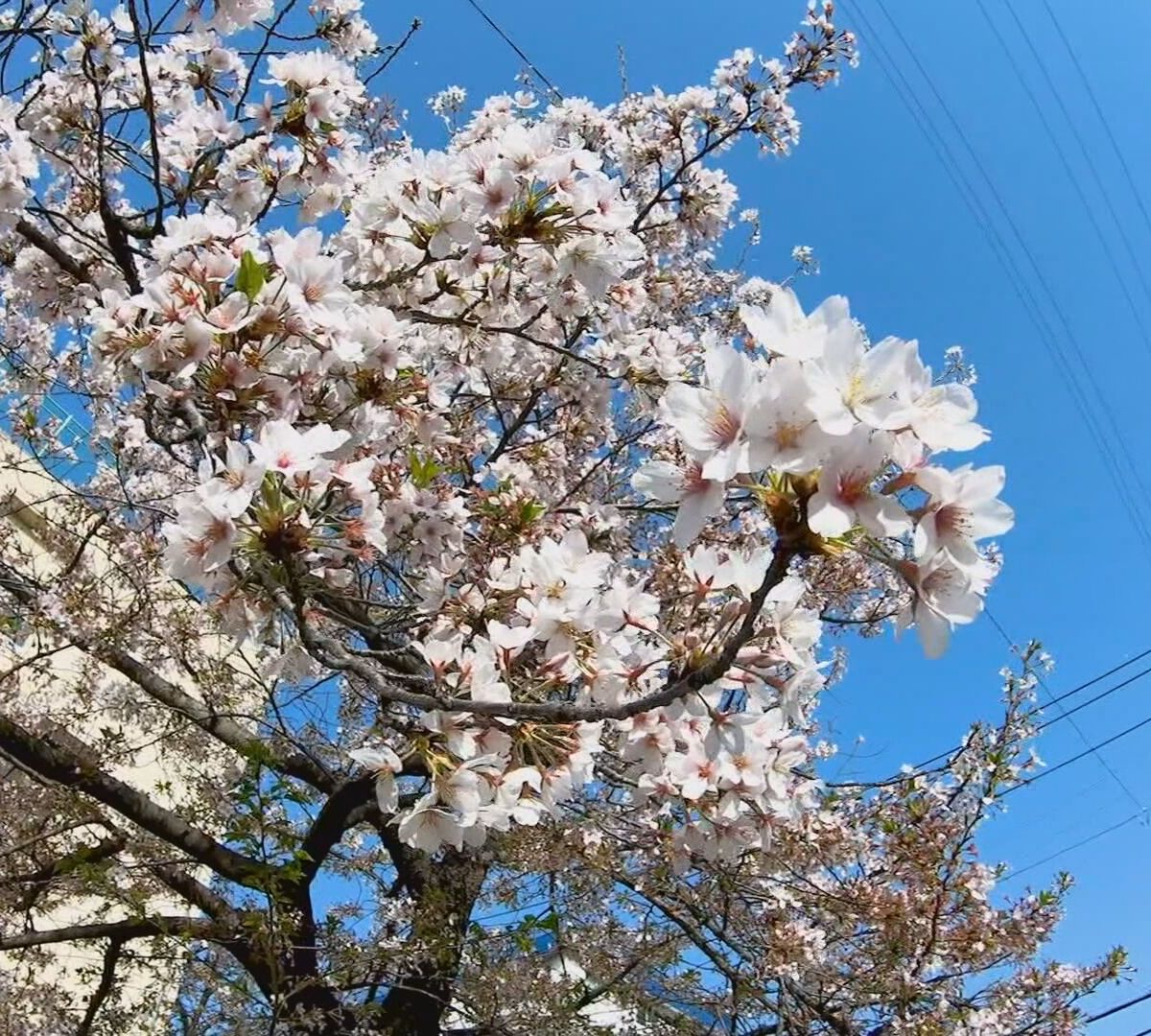 Cerejeiras florescem antes do previsto no Japão e preocupam