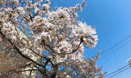 Cerejeiras florescem antes do previsto no Japão e preocupam cientistas; entenda