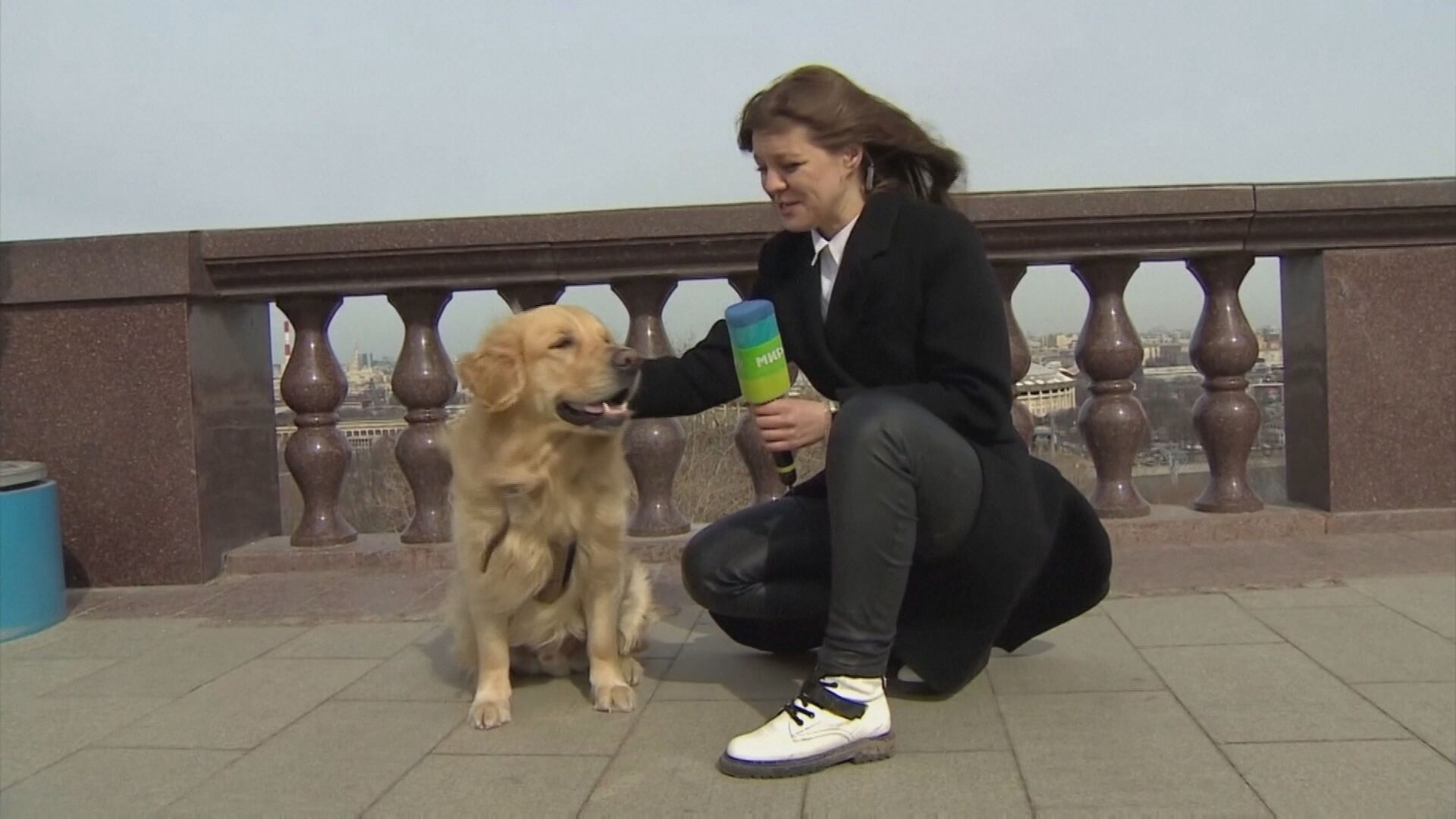 Após recuperar microfone, repórter decide 'entrevistar' cachorro brincalhão