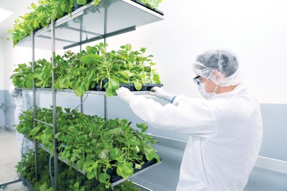 Pesquisador trabalha com as plantas utilizadas para a produção da vacina