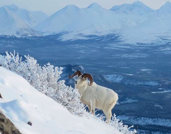 Parque Nacional Denali, no Alasca