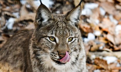 Animais extintos na natureza foram recuperados graças à ciência; veja fotos