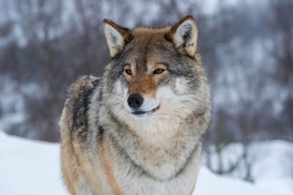 Gray Wolf