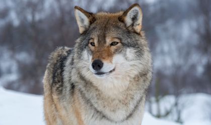 Gray Wolf
