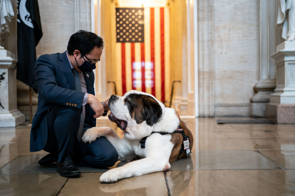 Clarence, cão São Bernardo no Capitólio dos EUA