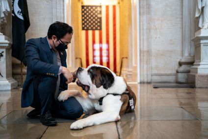 Clarence, cão São Bernardo no Capitólio dos EUA